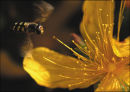 St John's Wort